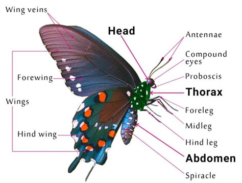 butterfly wings nearby|how strong are butterfly wings.